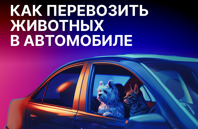 Как перевозить животных в автомобиле: правила ПДД и полезные советы